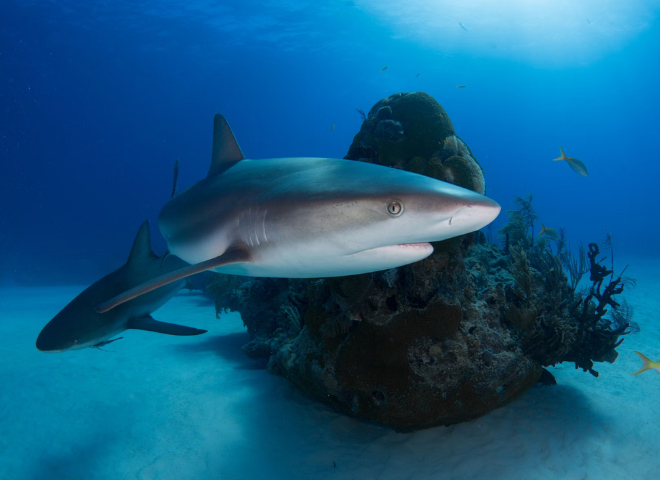 Tubarões e Raias - Projeto Maui