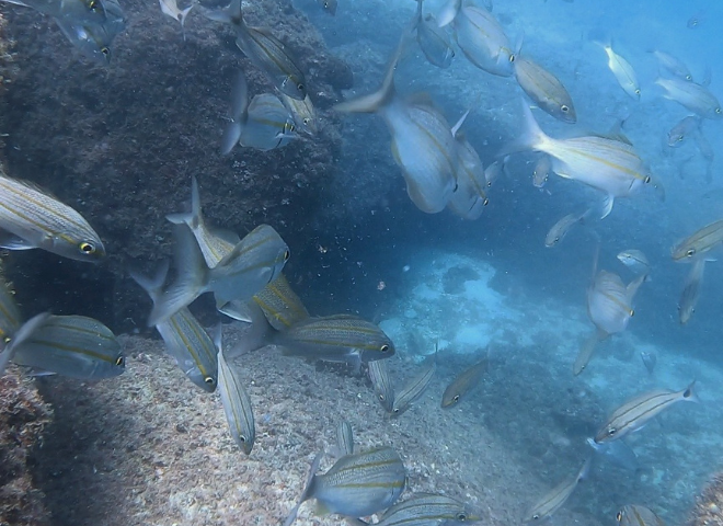 peixes recifais em alcatrazes