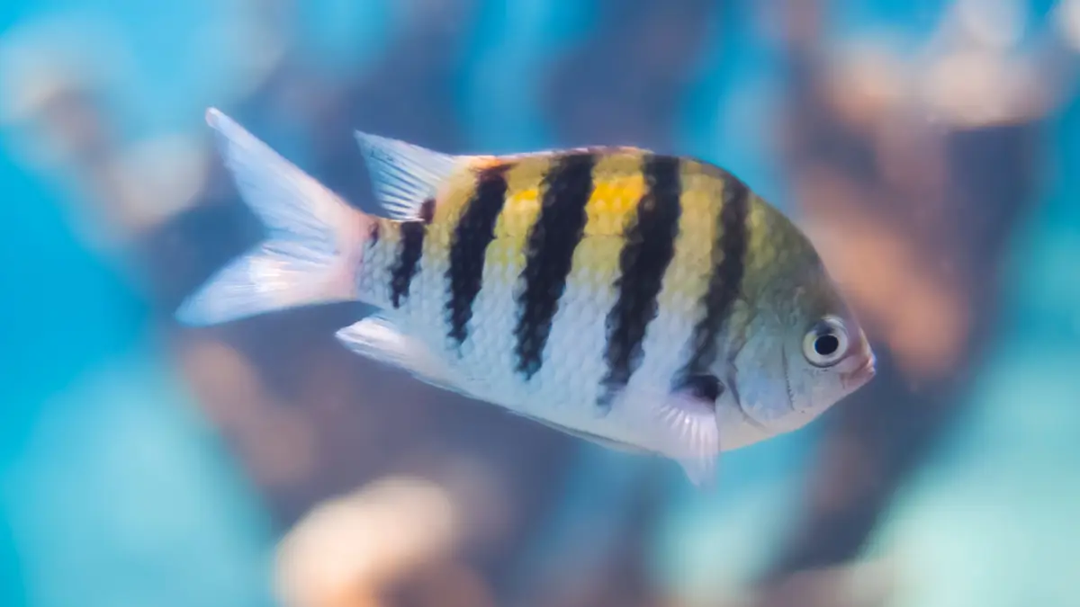 Abudefduf saxatilis (peixe-donzela)