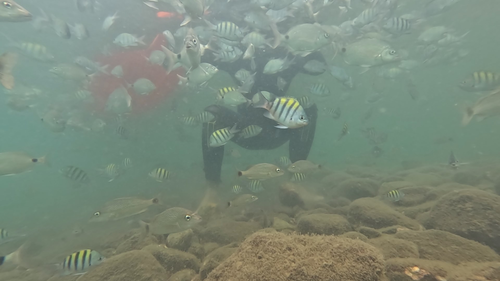 Teste piloto – Ilha das Cabras, Ilhabela